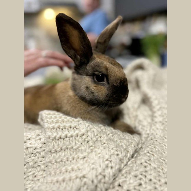 Photo of Latte
