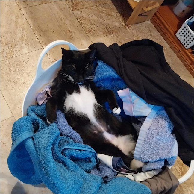 Photo of Pip