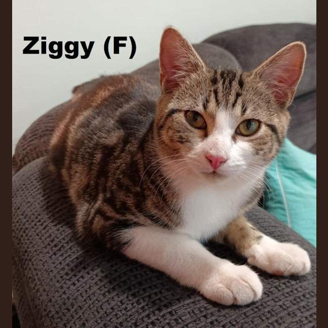 Photo of Ziggy