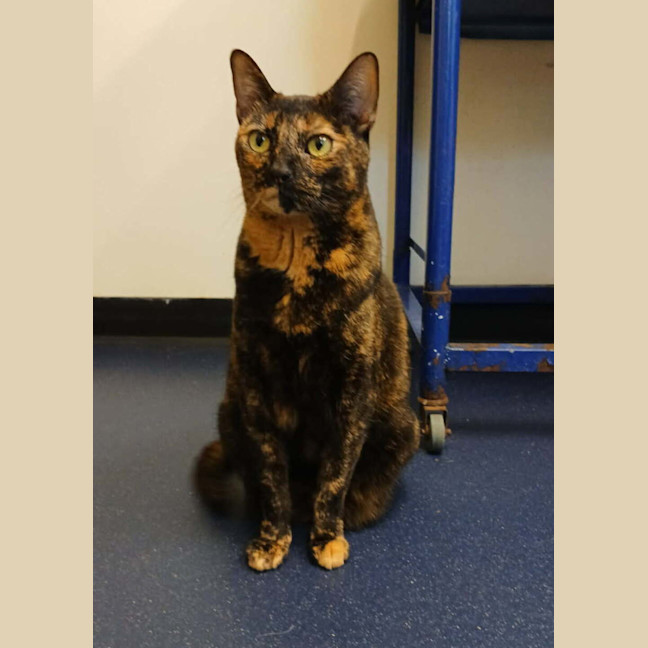 Photo of Tilly