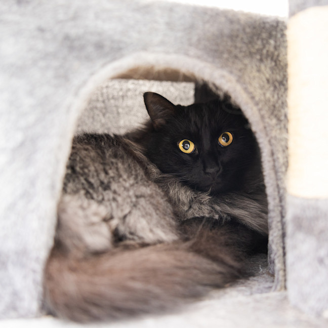 Photo of Pepper