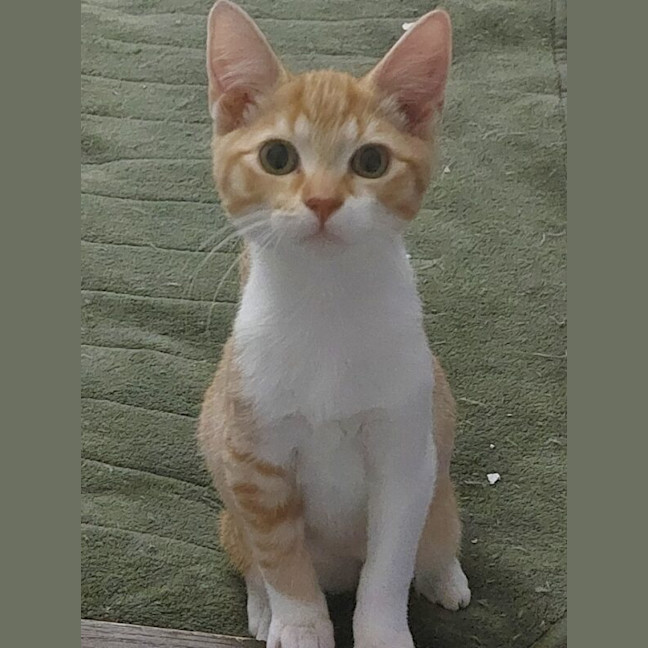Photo of Dudley