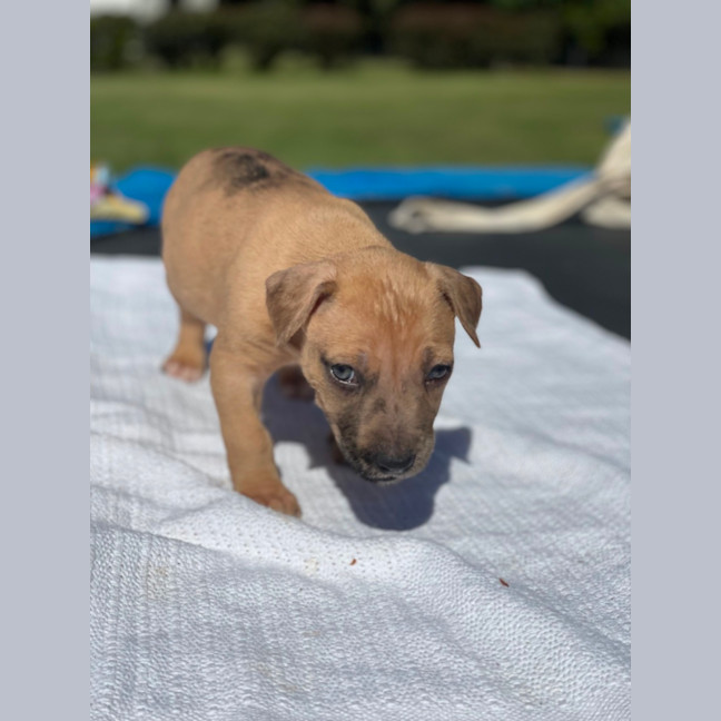 Photo of Fawn