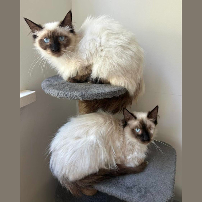 Photo of Sammie & Sampson 