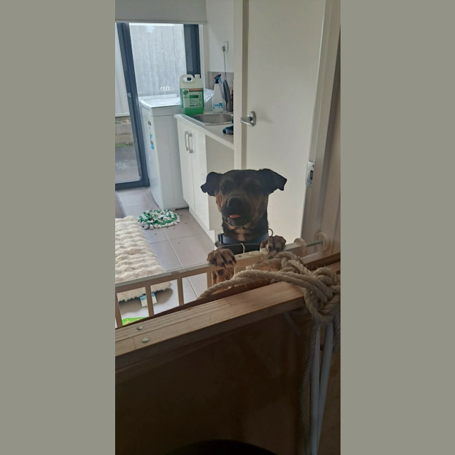 Photo of Shadow