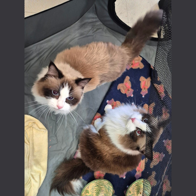 Photo of Bubbles And Lily 