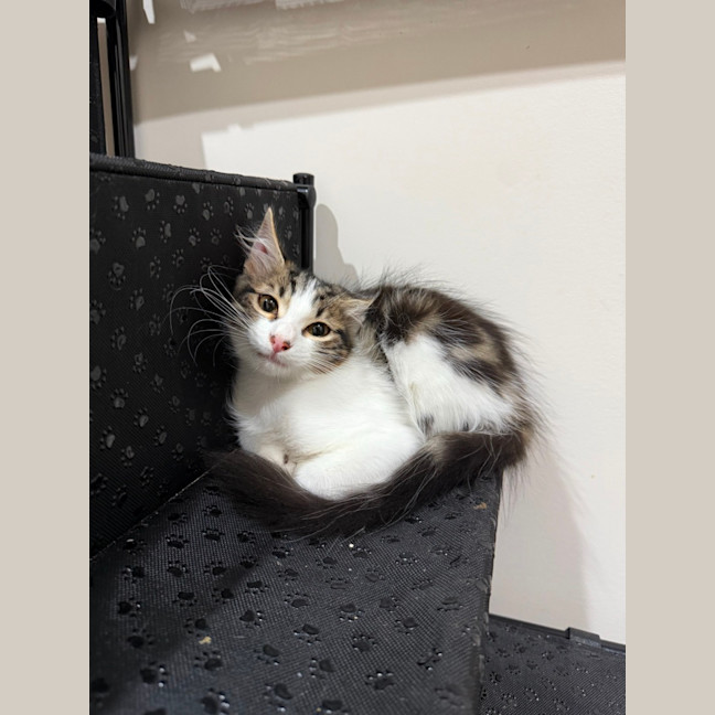 Photo of Basil