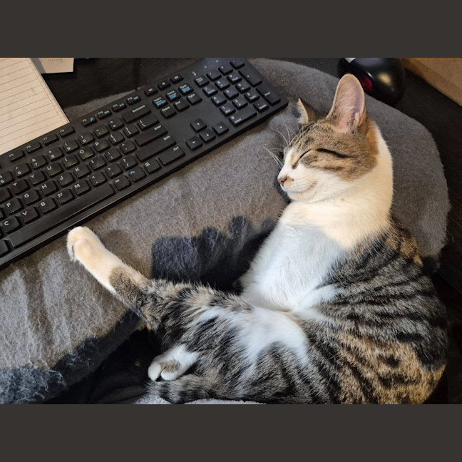 Photo of Flip