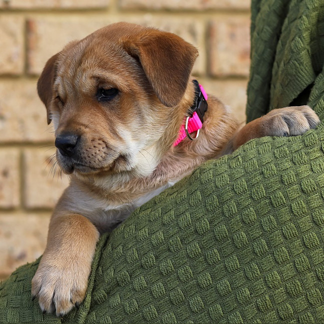 Photo of Dolly