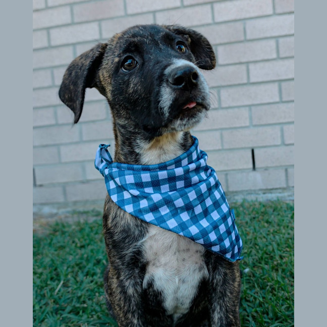 Photo of Churro
