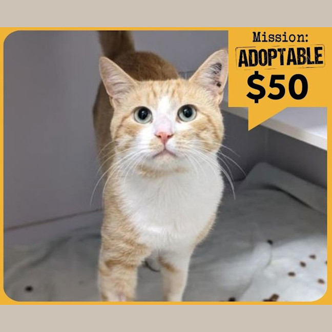 Photo of Butter Biscuit