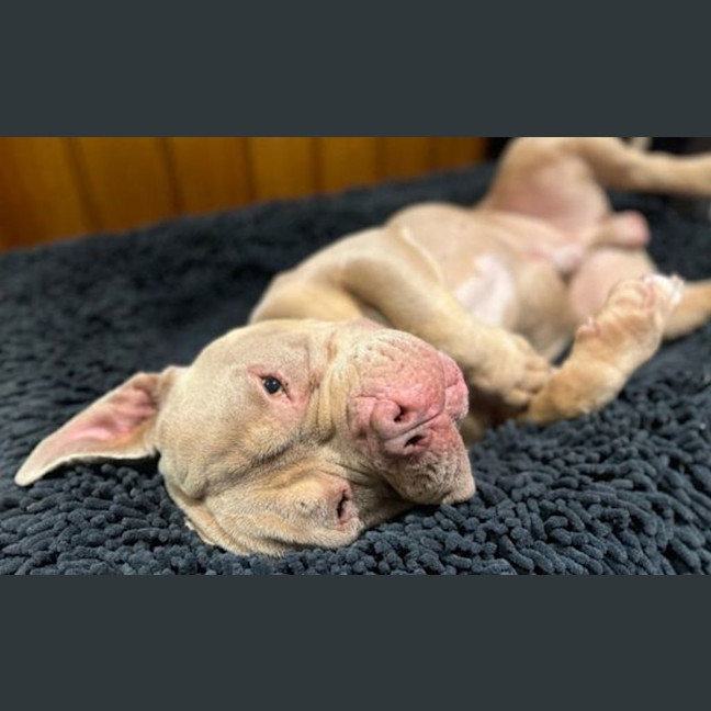 Photo of Pumba