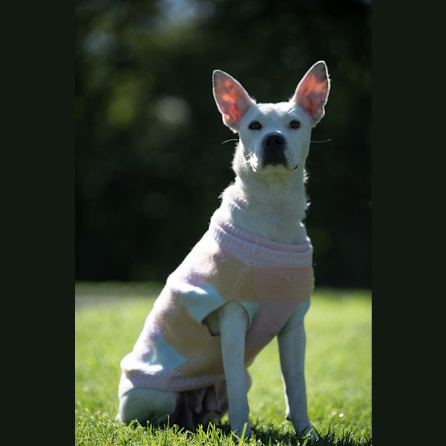 Photo of Casper