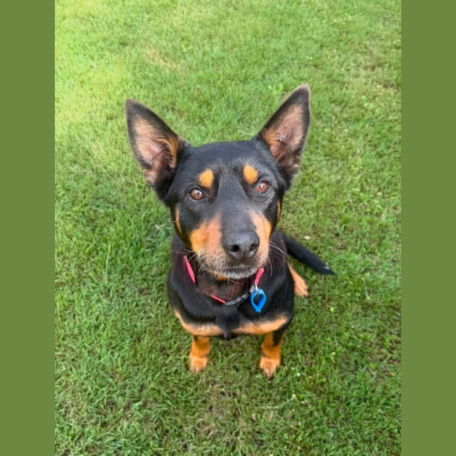 Photo of Poppy *$350 Adoption Fee*
