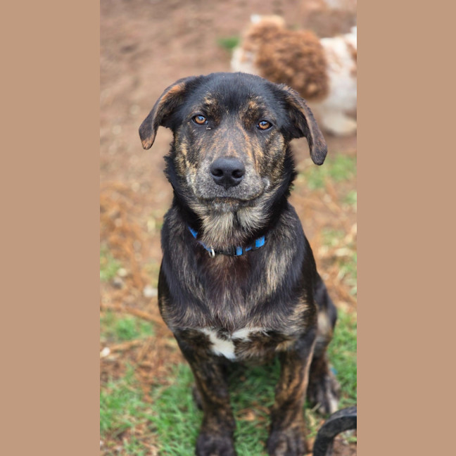 Photo of Shadow