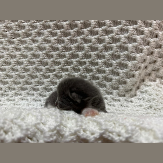 Photo of Dasher 🦌