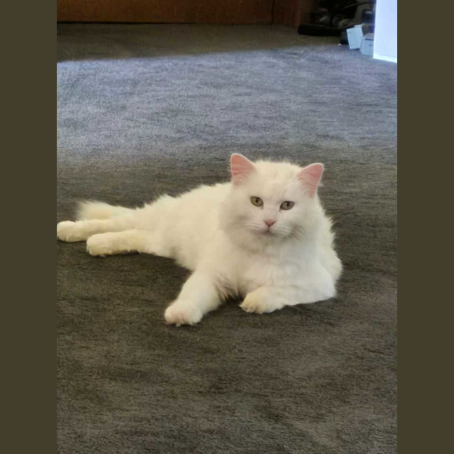 Photo of Princess