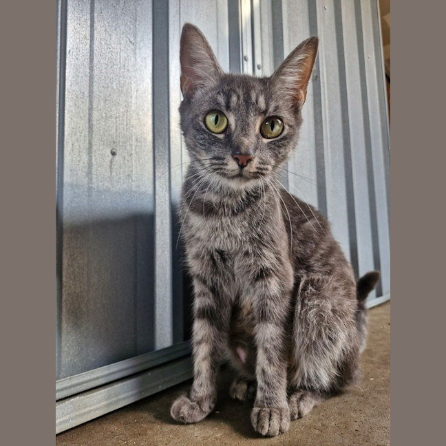 Photo of Kanga