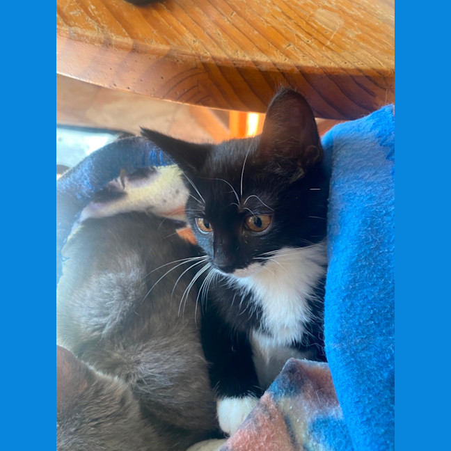 Photo of Pip
