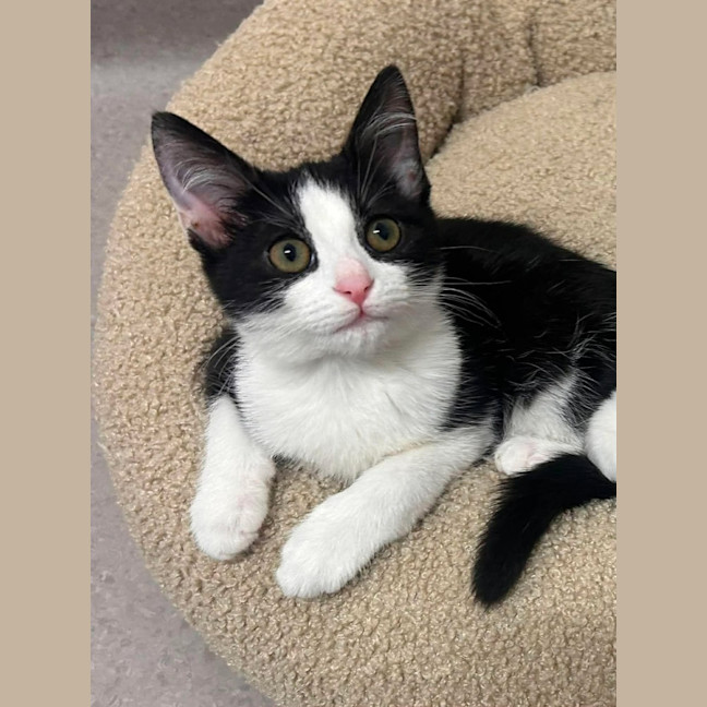Photo of Penne   In Foster Care In Ashburton