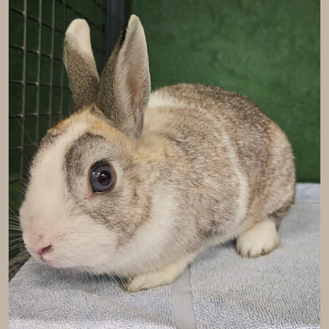 Photo of Penny (Bonded To Tabitha)
