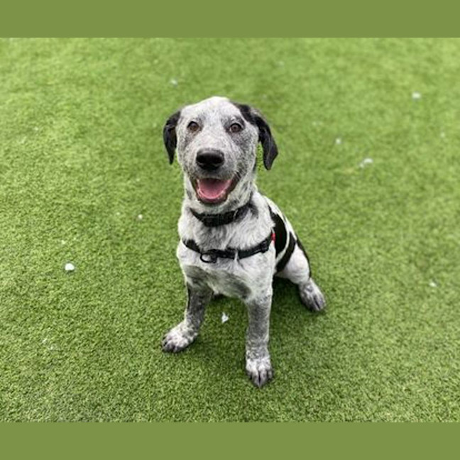 Photo of Daisy