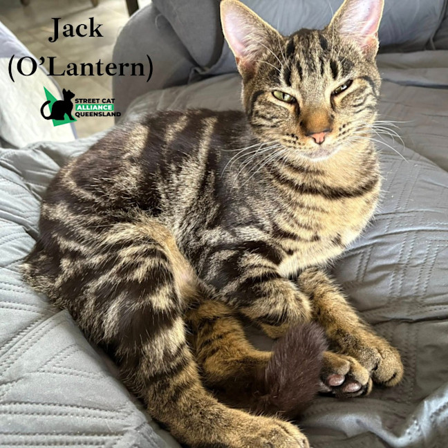 Photo of Jack O'lantern