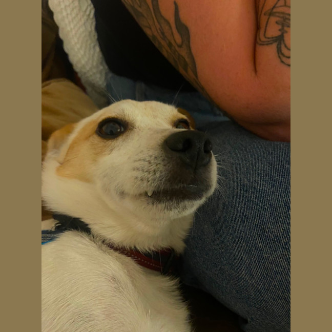 Photo of Panko