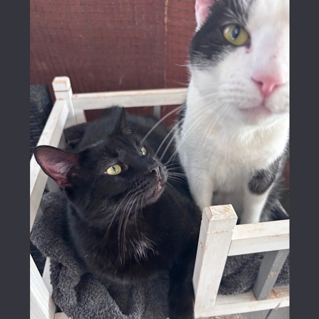 Photo of Oreo And Shadow