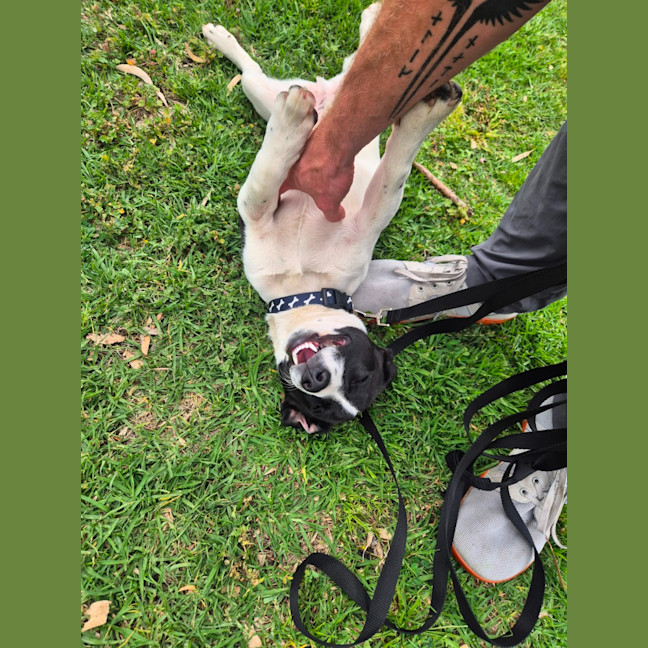 Photo of Bandit