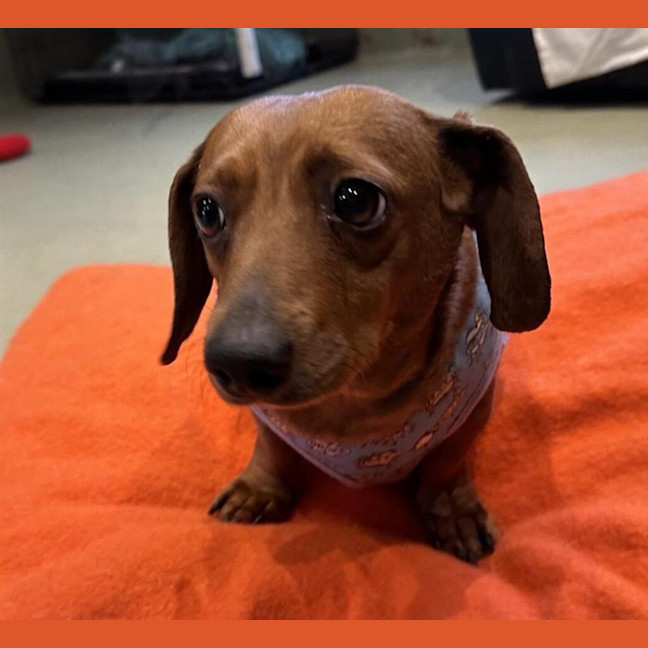 Photo of Willow