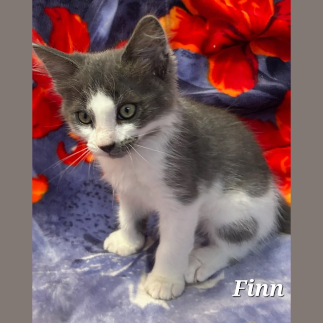 Photo of Finn