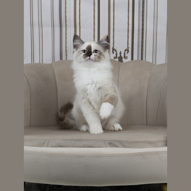 Photo of Chanel
