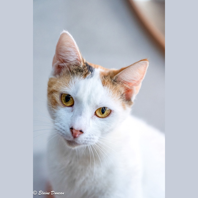 Photo of Pancake