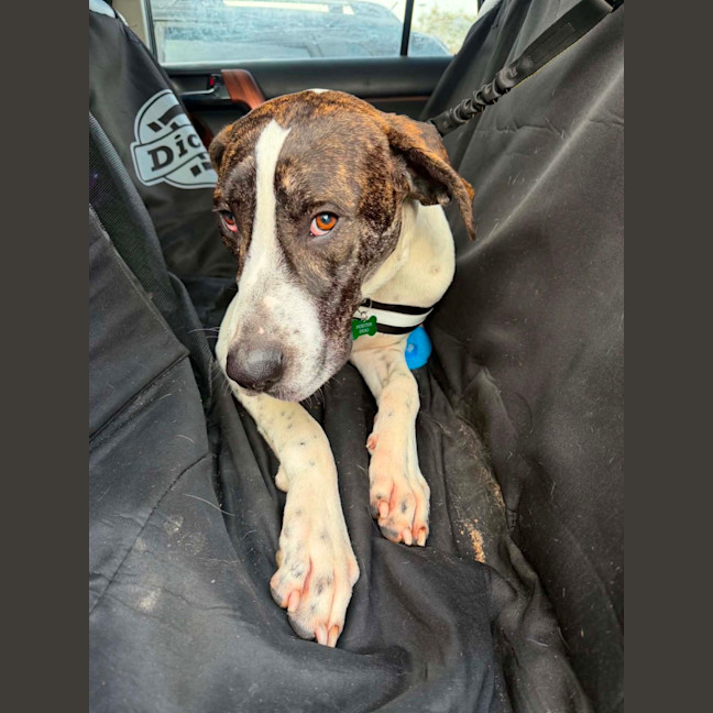 Photo of Scooby