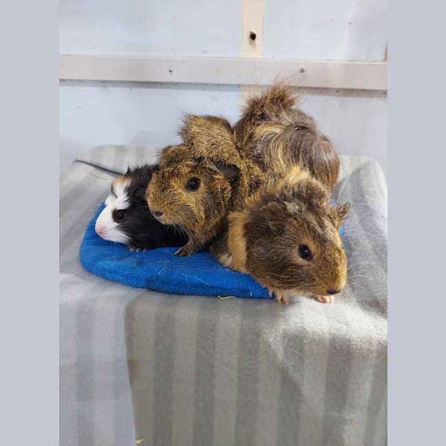 Photo of Starlight, Skyler & Rayne