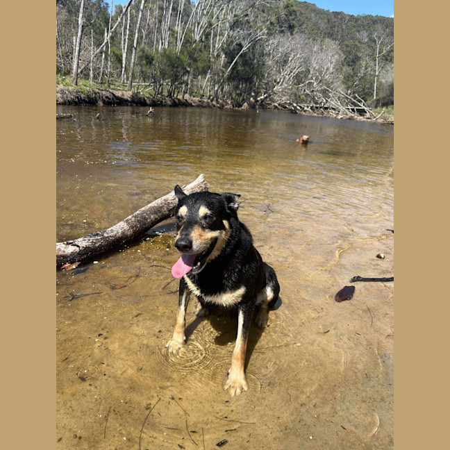 Photo of Rex