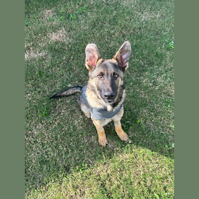 Photo of Ollie