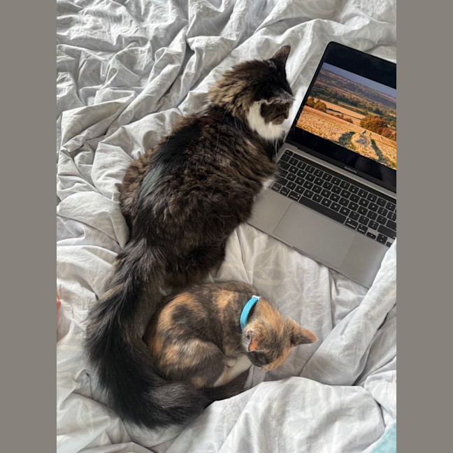 Photo of Mouse