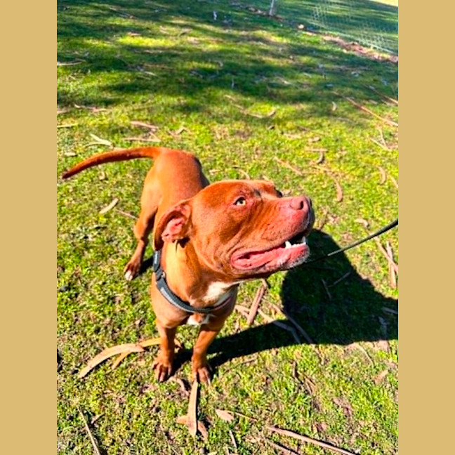 Photo of Brownie! 🍫