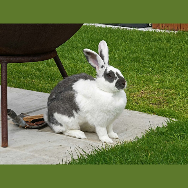 Photo of Lola Bun