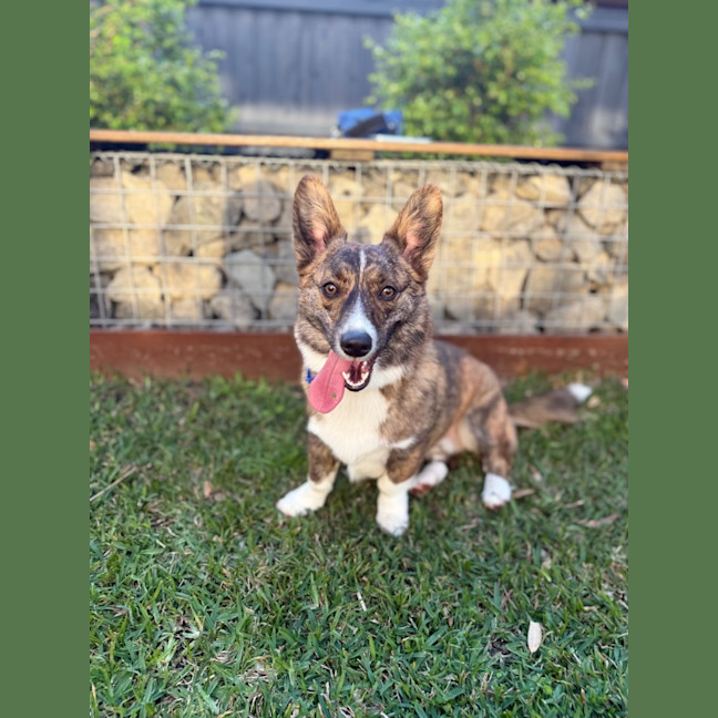 Photo of Rocky   1 Year Old Cardigan Corgi