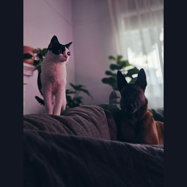 Photo of Makita   In Foster Care In Northcote