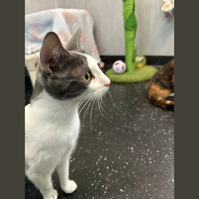 Photo of Stormy