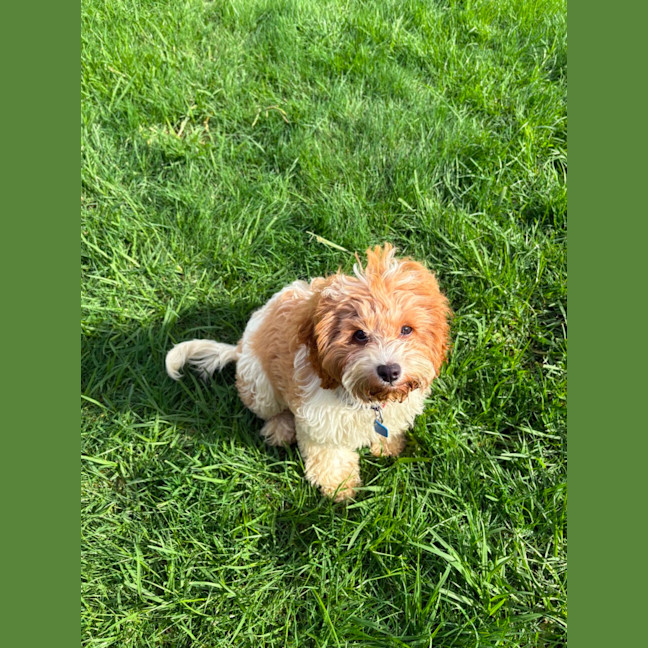Photo of Maisie