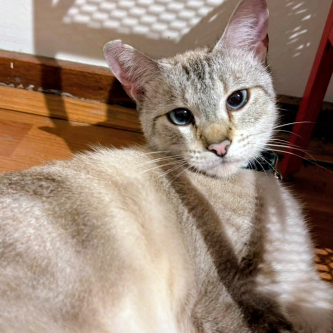 Photo of Sassy