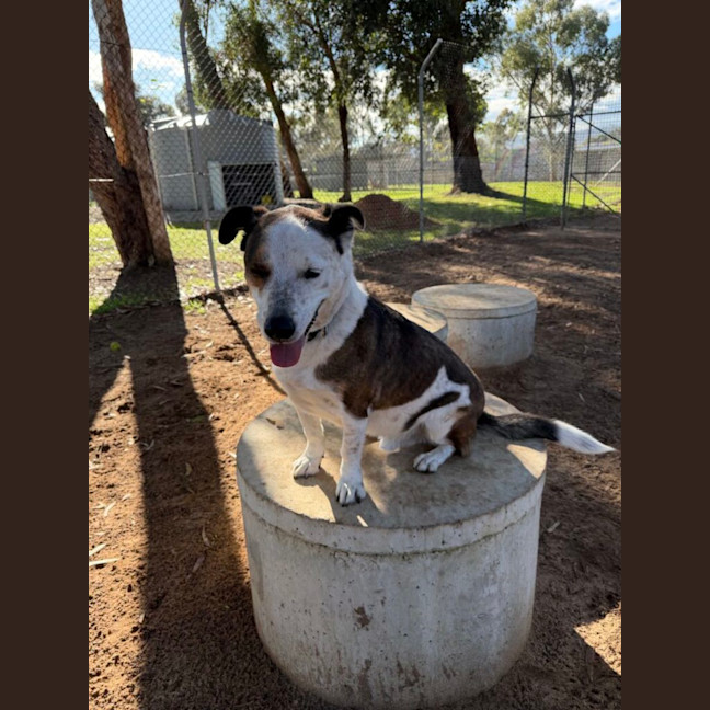 Photo of Huxley
