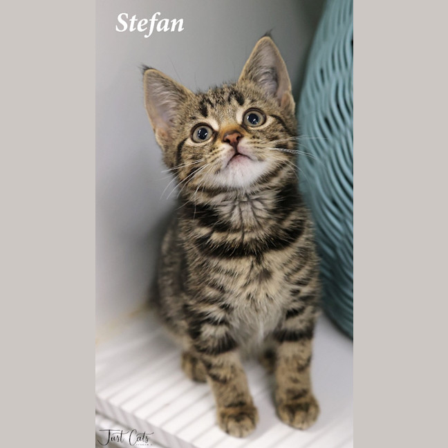 Photo of Stefan