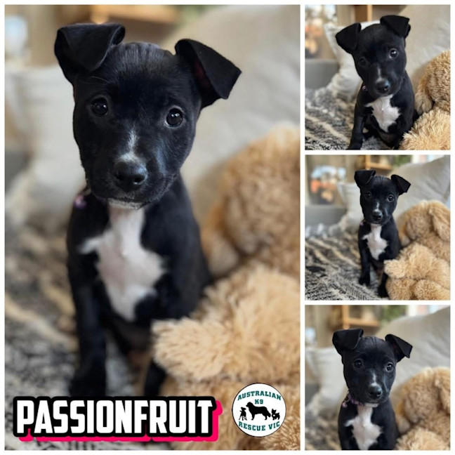 Photo of Passionfruit 