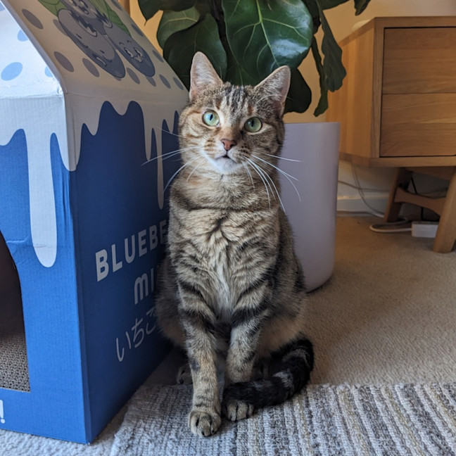 Photo of Elvina   Located In Coburg